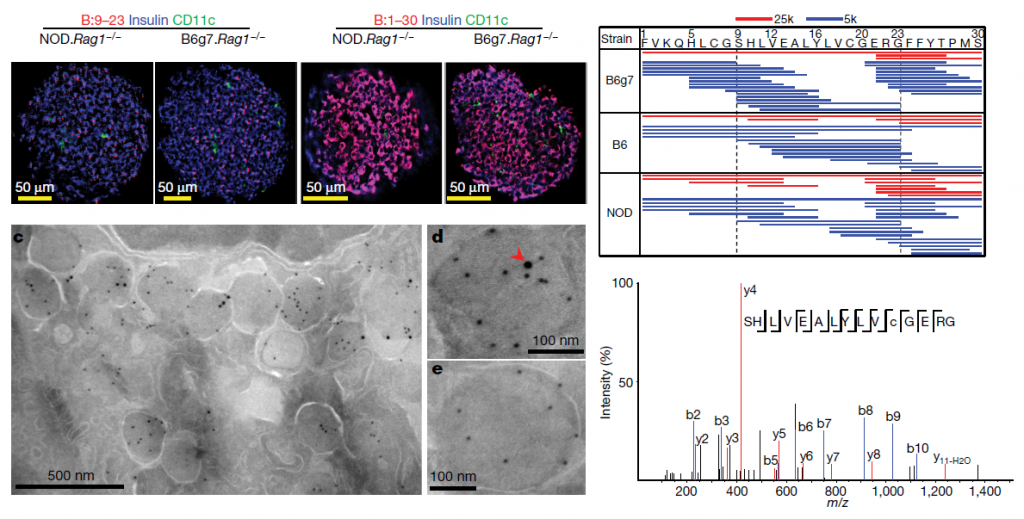 pancreatic islets