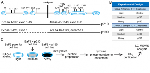  Figure 1. Bcr-Abl protein domain organization (A) and overview of the phosphoproteome experiments (B, C).